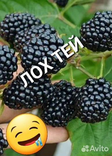 Ежевика Лох Тей