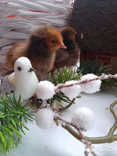 Цыплята.И/Я Мускусной индоутки