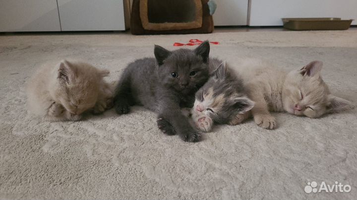 Котята в добрые руки