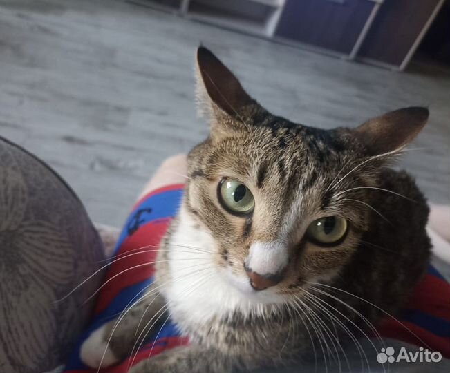 Котик в добрые руки