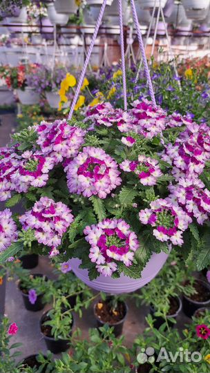 Кашпо подвесное: петуния, калибрахоа, миксы