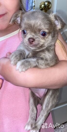 Щенки чихуахуа мини девочки