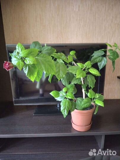 Комнатные растения цветы