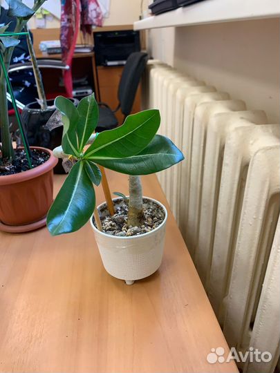 Комнатные цветы адениум