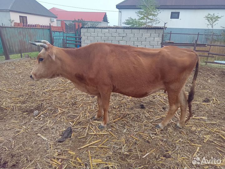 Джерсейская корова