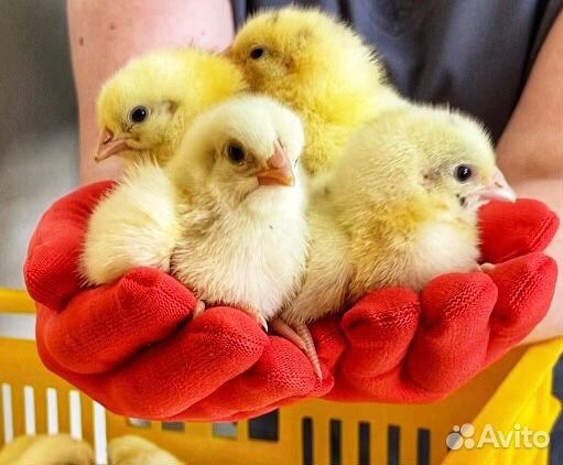 Бройлер суточный Кобб 500 и Росс 308 в Крыму