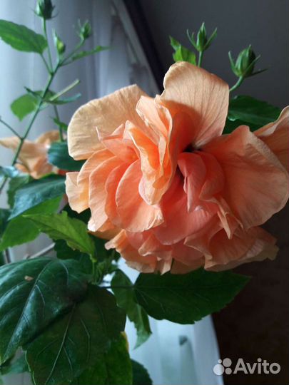 Гибискус персиковый махровый.Взрослый