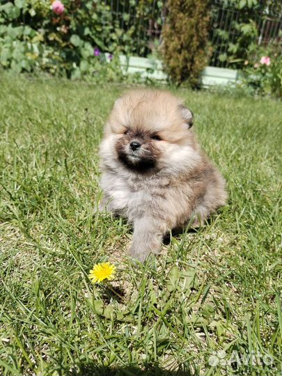 Померанские шпицы