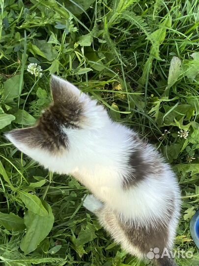 Котенок в добрые руки