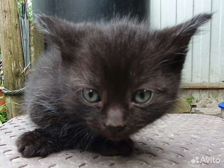 Котенок девочка в ласковые руки