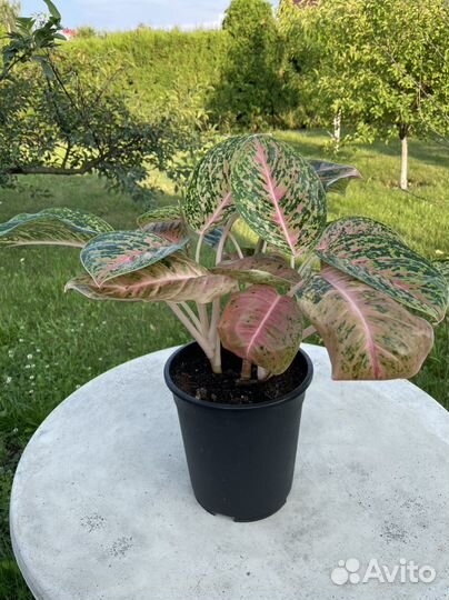 Аглаонема баттерфляй