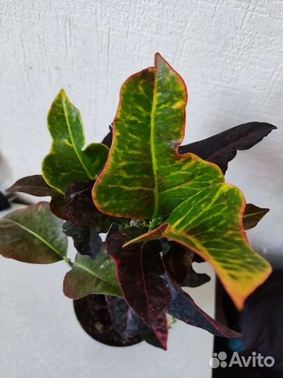 Кротон кодиеум, жасмин махровый арома, драцена