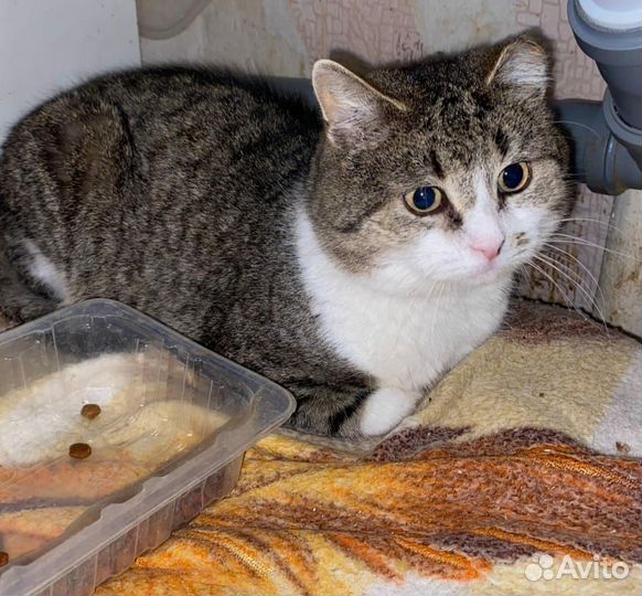 Кот в добрые руки