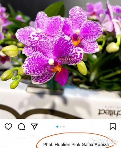 Орхидея фаленопсис подросток Пинк геллакси