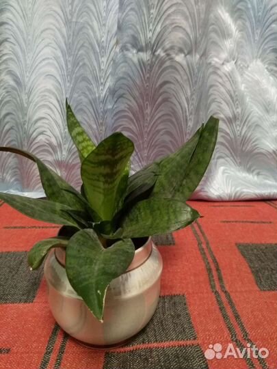 Сансевиерия