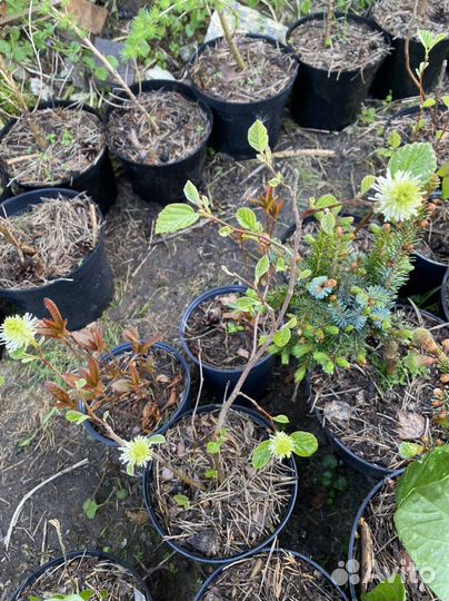 Фотергилла 