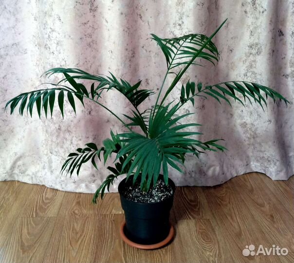 Пальма хамедорея
