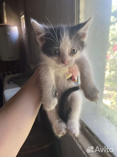 Котята в добрые руки бесплатно