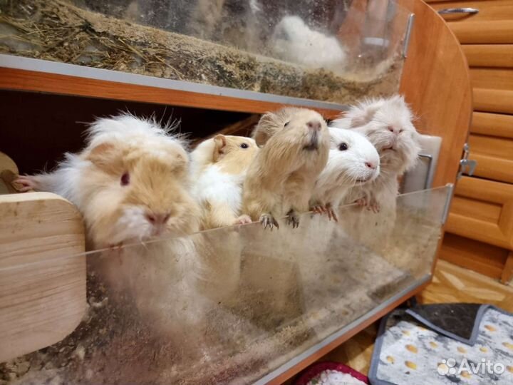 Морские свинки