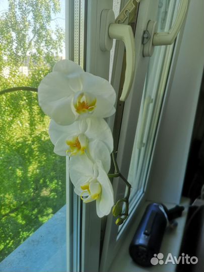 Орхидея