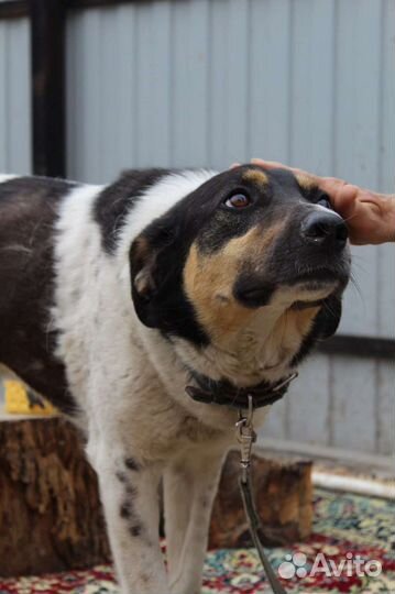 Сторожевой пес, охранник, мудрый друг