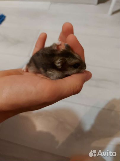 Джунгарский хомяк