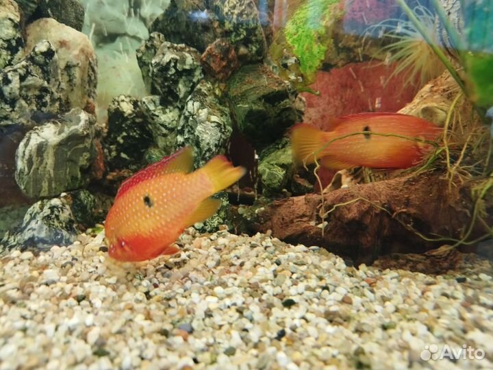 Хромис красавец