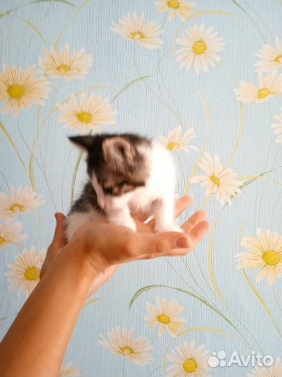 Котёнок-1,5 месяца (мальчик)