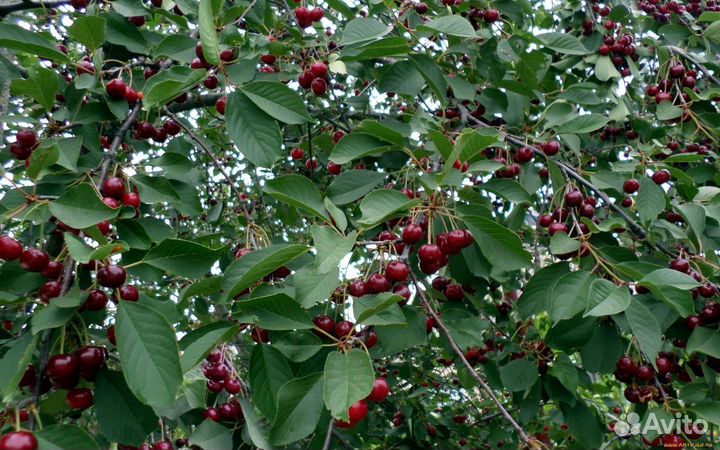Вишня саженцы