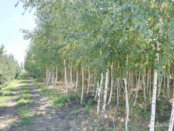 Береза повислая