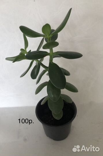 Суккуленты,кактусы