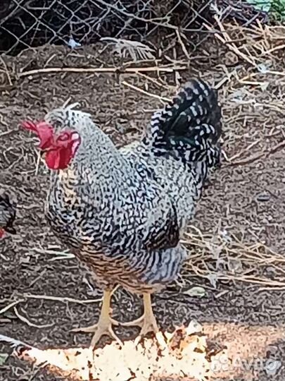 Молодые петушки