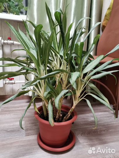 Аглаонема вайт ленс