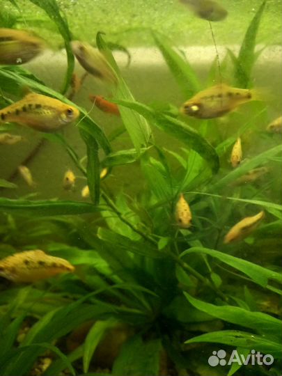 Аквариумные растения, рыбки, креветки, аквариумы