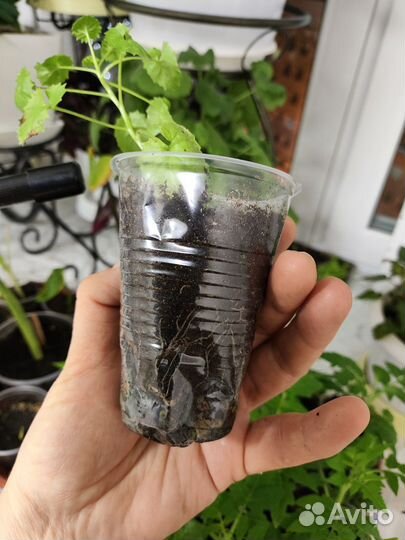 Кампанелла