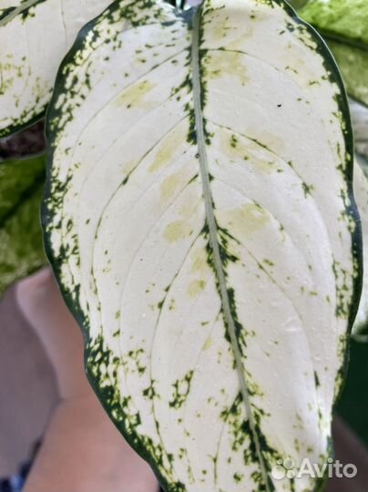 Аглаонема вайт мэт