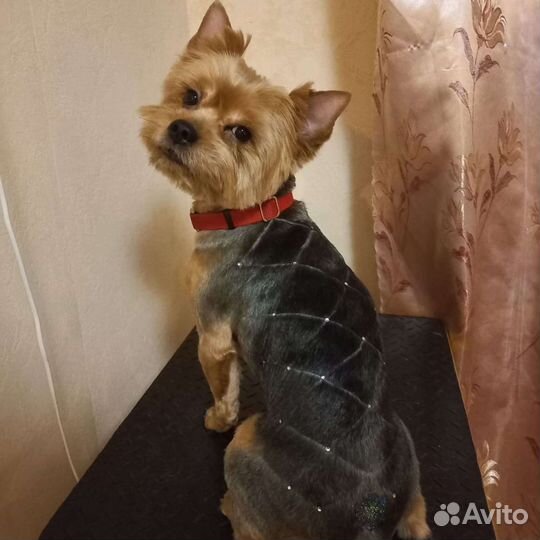 Стрижка собак.Груминг.Стрижка Йорка