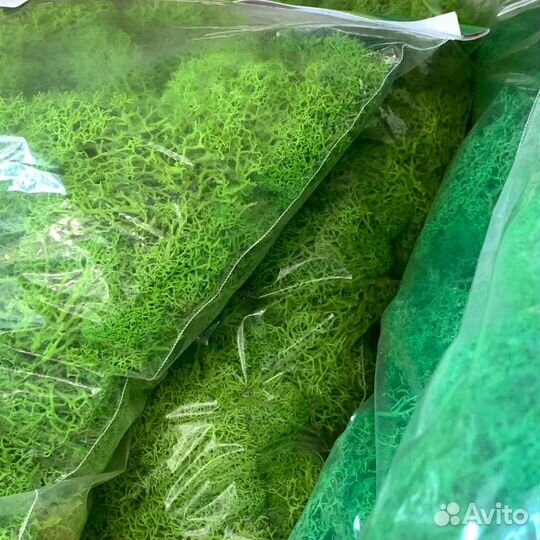 Стабилизированный мох ягель