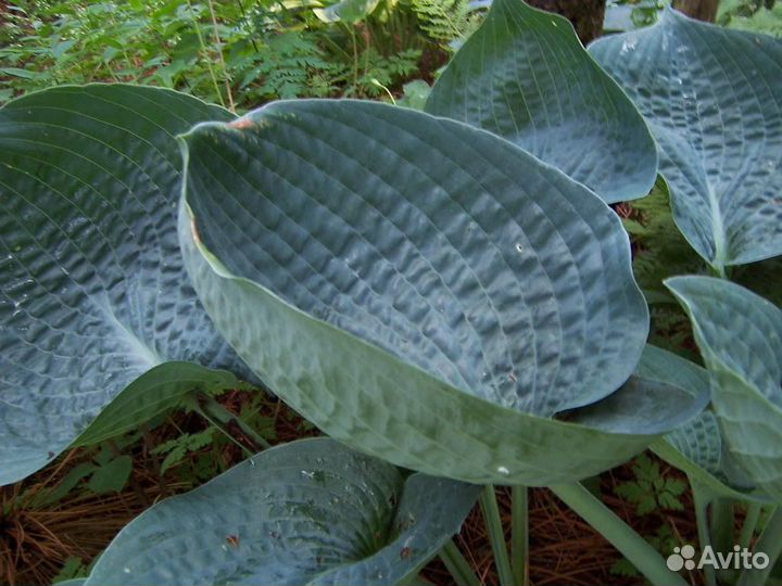 Голубые хосты