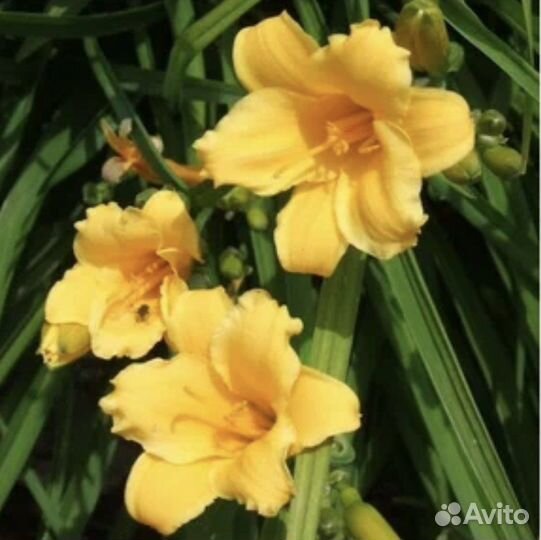 Лилейники разные сорта