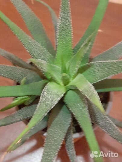 Цветы разные бесплатная доставка