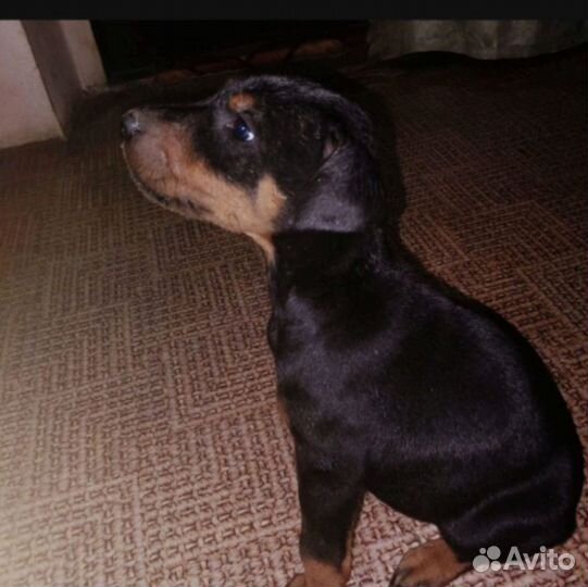 Щенки добермана