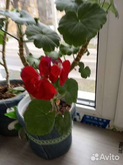 Домашние цветы