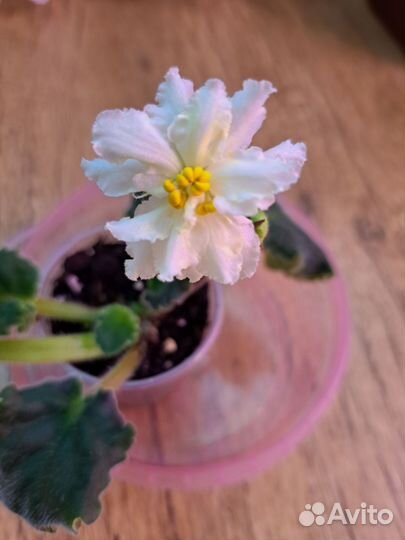 Детки сортовых фиалок