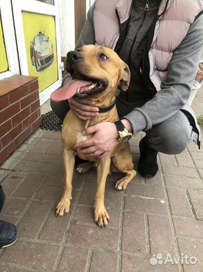 Найдена собака