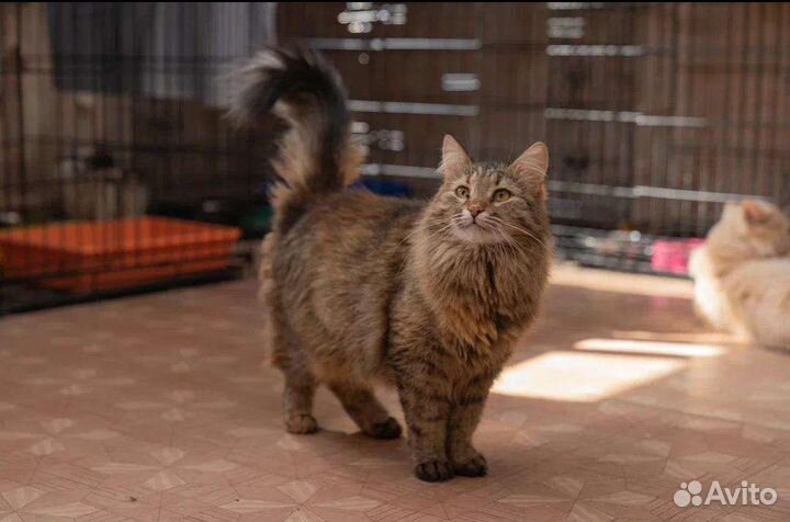 Шикарная кошь