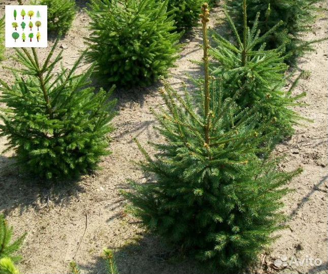 Саженцы ели опт