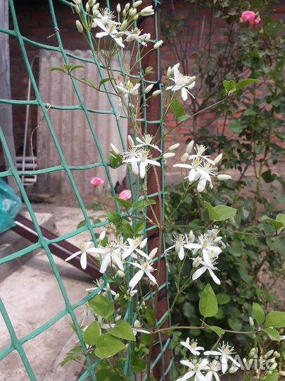 Саженцы цветов для сада