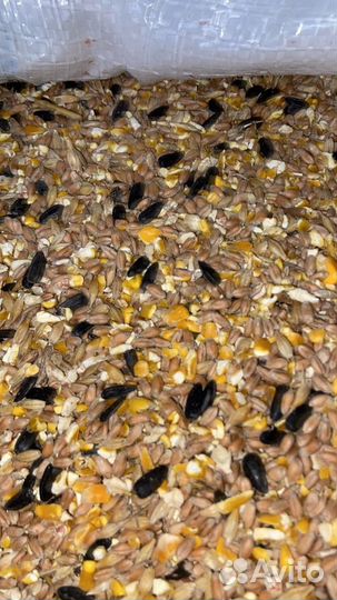 Зерносмесь