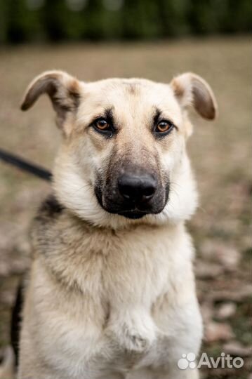 Самый ласковый ребенок тоскует в приюте